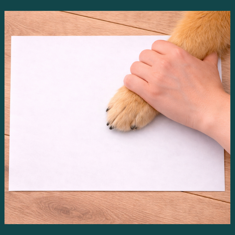 White card, A4 in size on a wooden floor. An adult's hand is holding a dog's leg to place the paw directly onto the card, to capture the paw print.