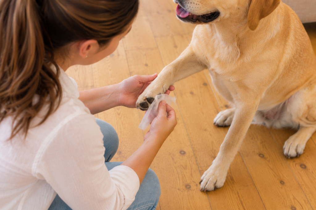 A female dog owner is bending down, holding one of her dog's paw in her hand. She is using a, non-toxic, inklesss wipe to wipe the dogs paw pad, in preparation for capturing the print onto paper.